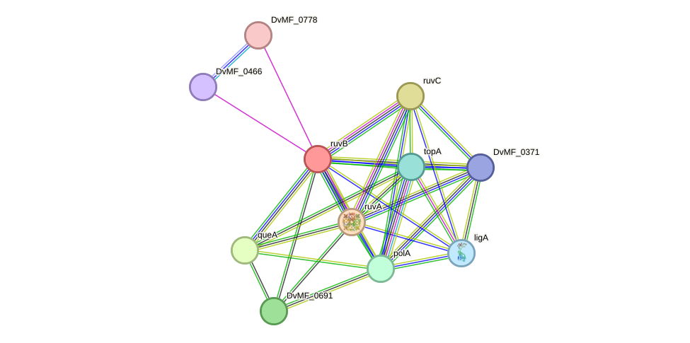 STRING protein interaction network