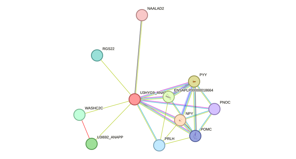 STRING protein interaction network