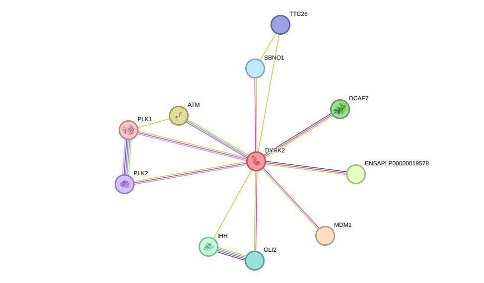 STRING protein interaction network