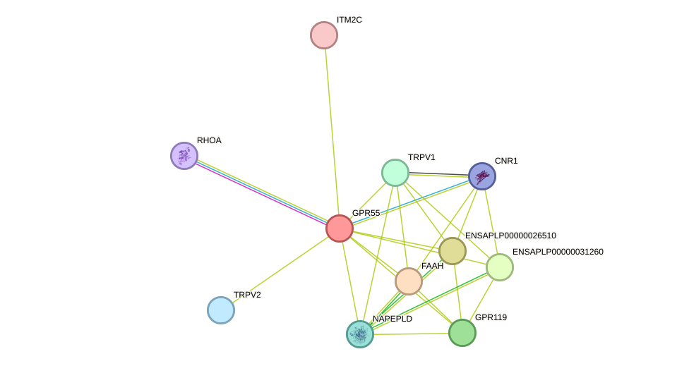 STRING protein interaction network