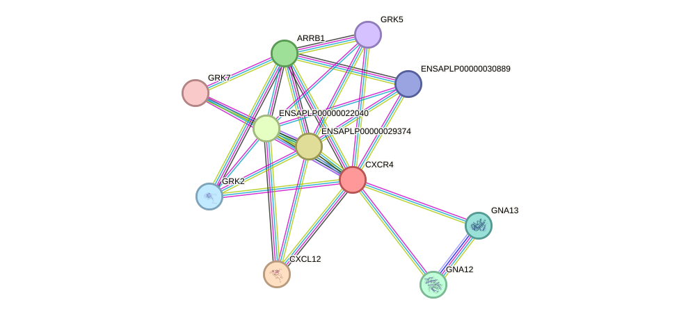 STRING protein interaction network