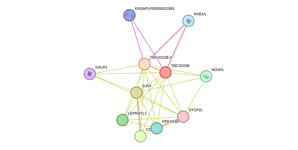 STRING protein interaction network