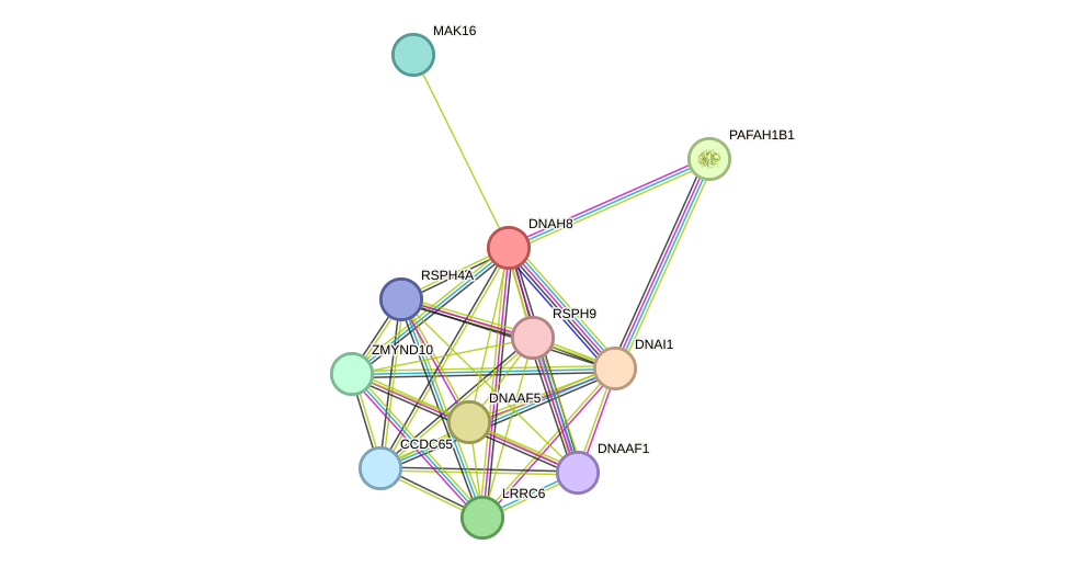 STRING protein interaction network