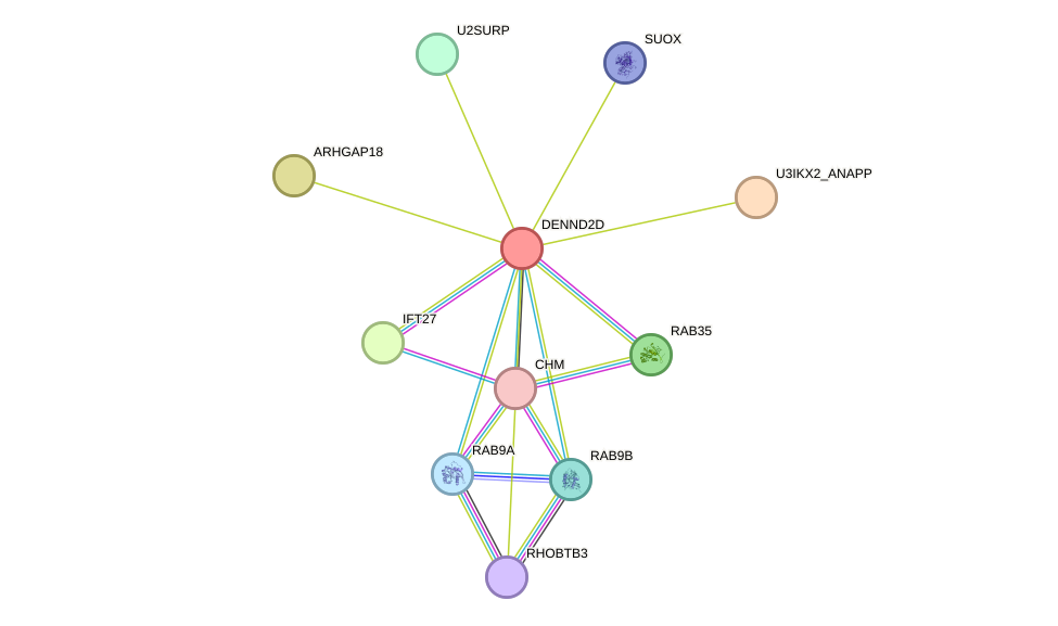 STRING protein interaction network