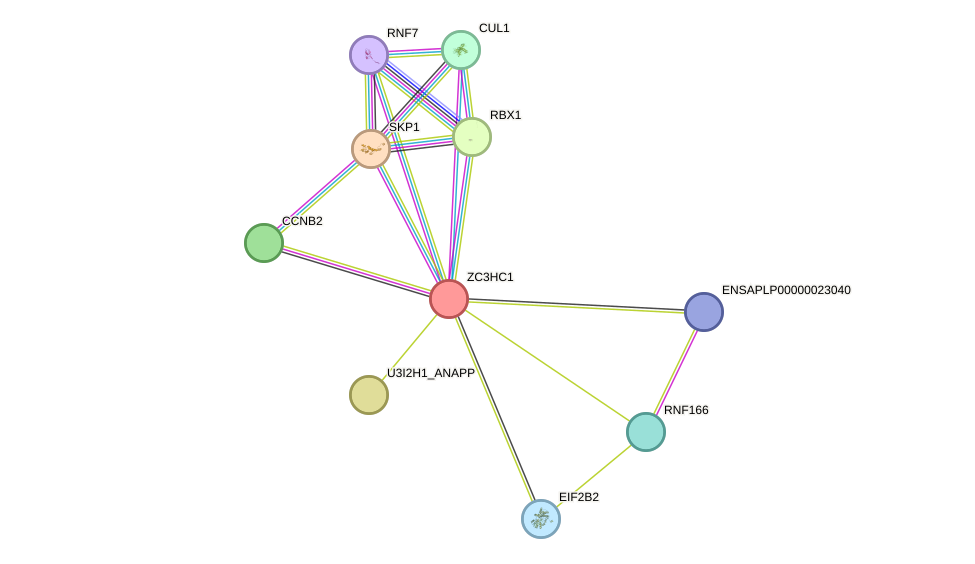 STRING protein interaction network