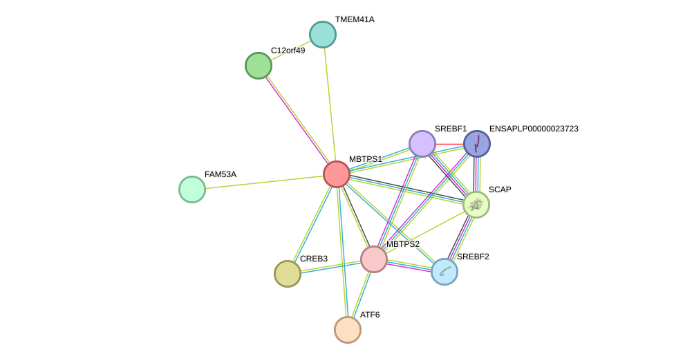 STRING protein interaction network