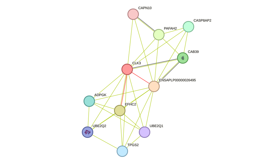 STRING protein interaction network