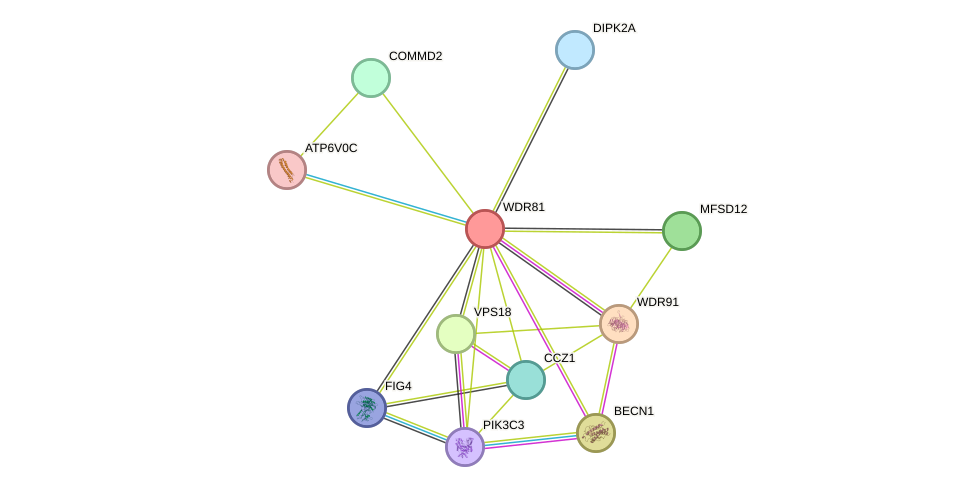 STRING protein interaction network