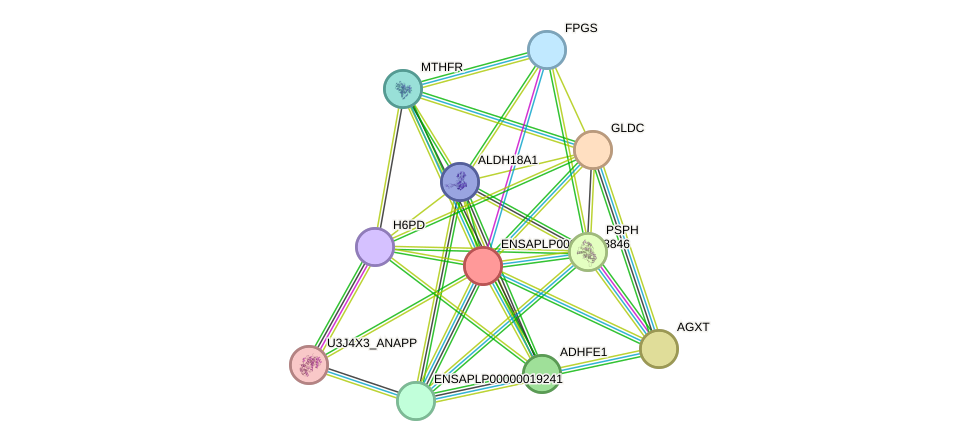 STRING protein interaction network