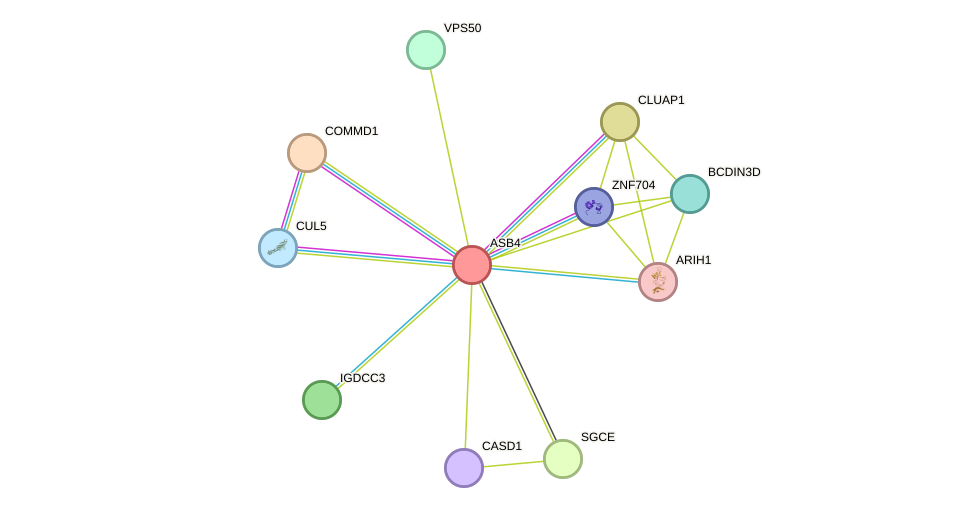 STRING protein interaction network