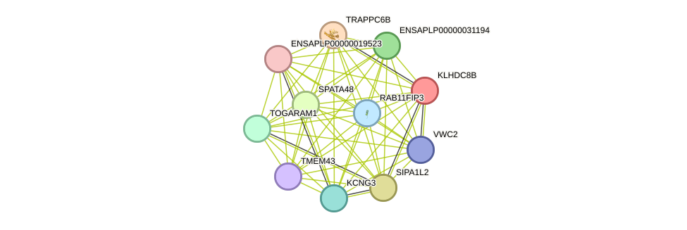 STRING protein interaction network