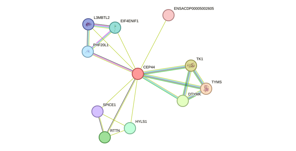 STRING protein interaction network