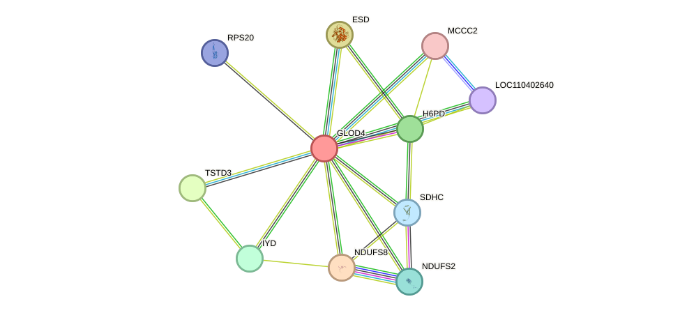 STRING protein interaction network