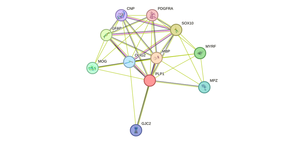 STRING protein interaction network