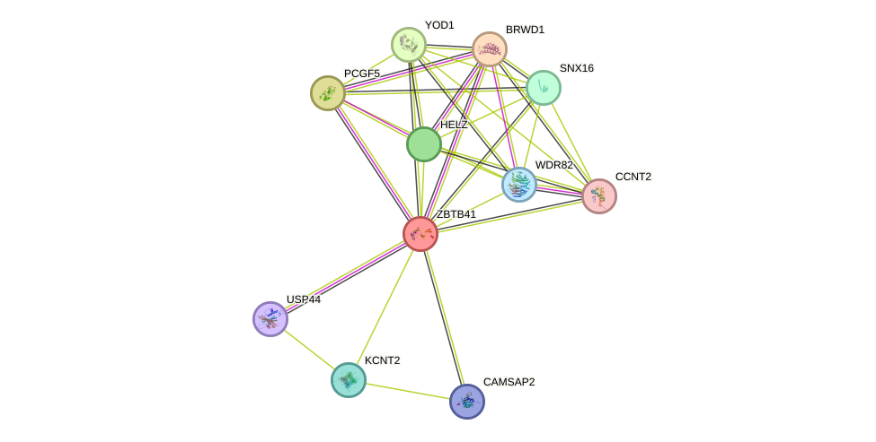 STRING protein interaction network