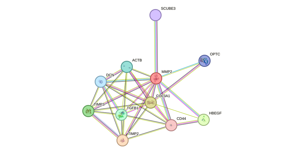 STRING protein interaction network