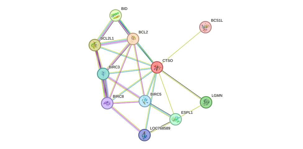 STRING protein interaction network