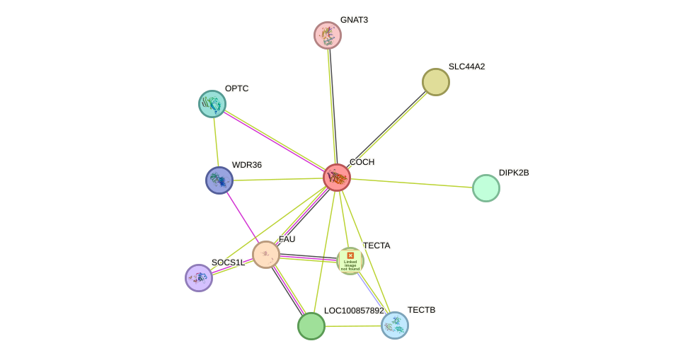 STRING protein interaction network