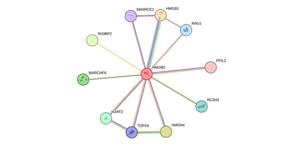 STRING protein interaction network