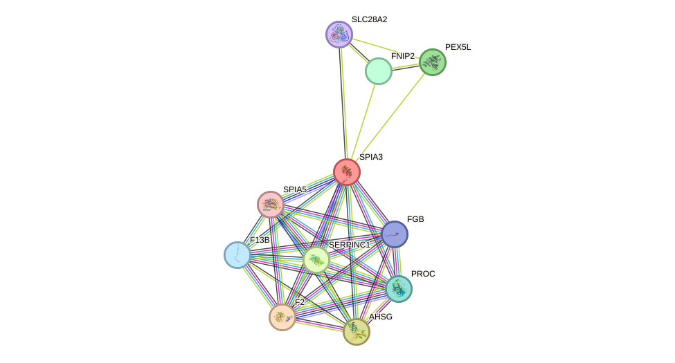 STRING protein interaction network