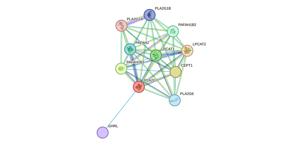 STRING protein interaction network