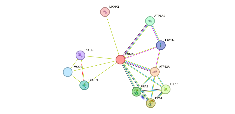 STRING protein interaction network