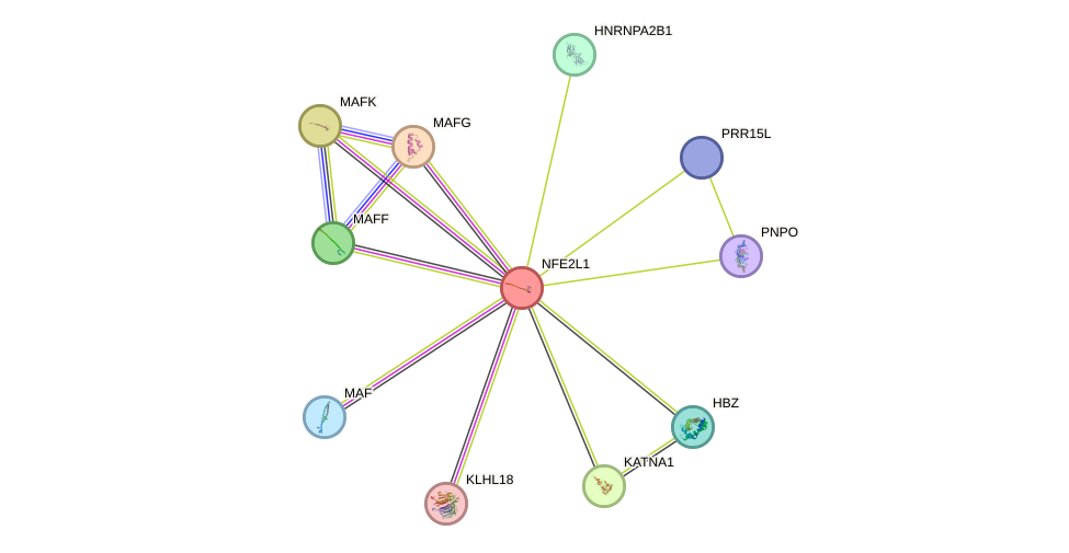 STRING protein interaction network