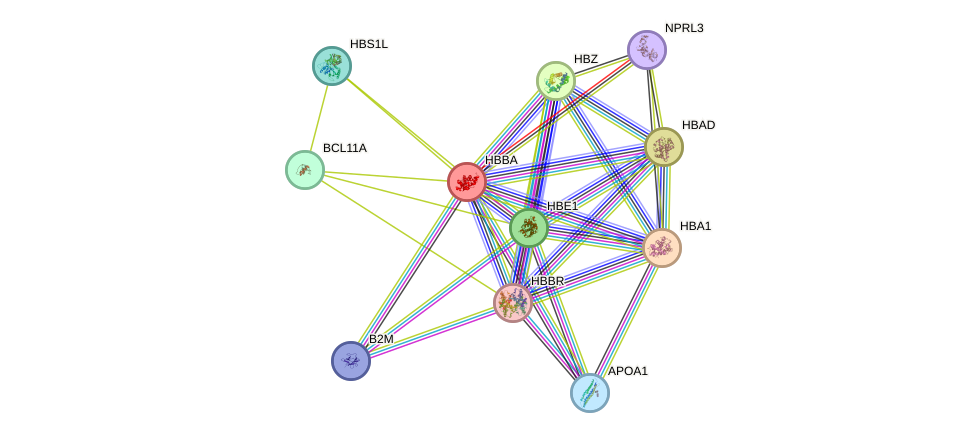 STRING protein interaction network