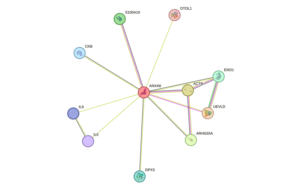 STRING protein interaction network