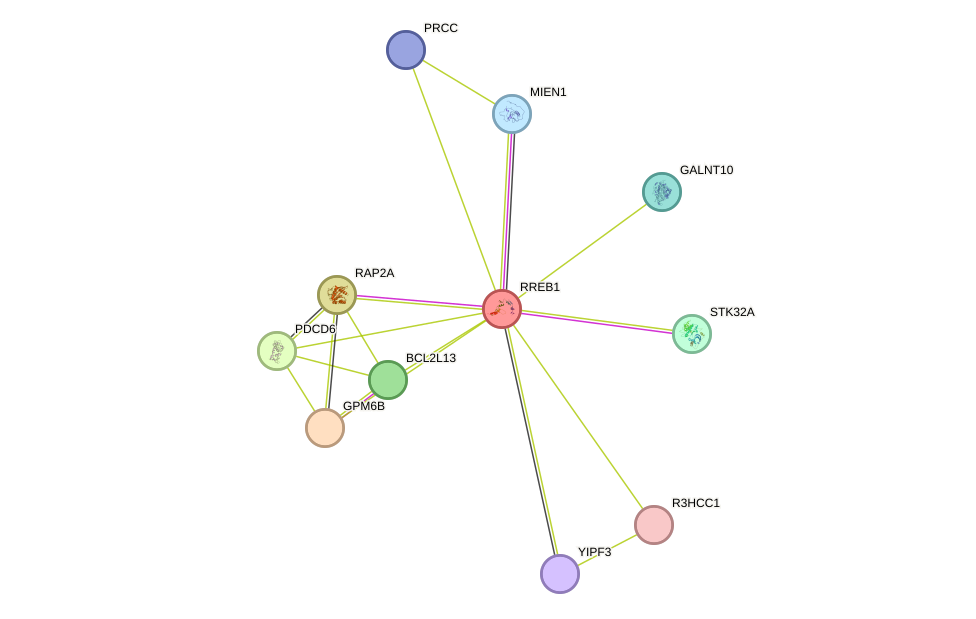 STRING protein interaction network