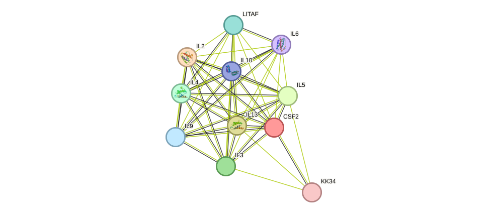 STRING protein interaction network