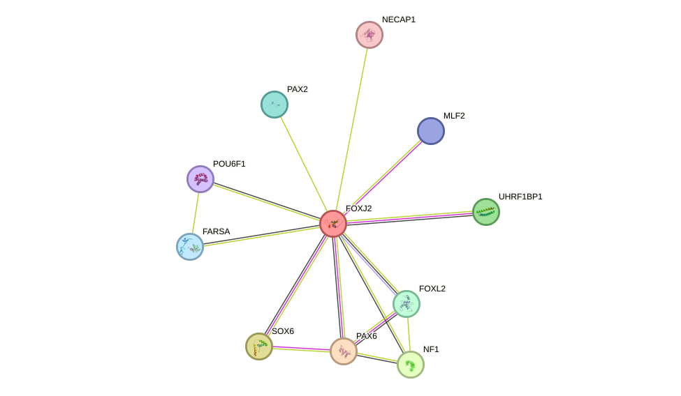 STRING protein interaction network