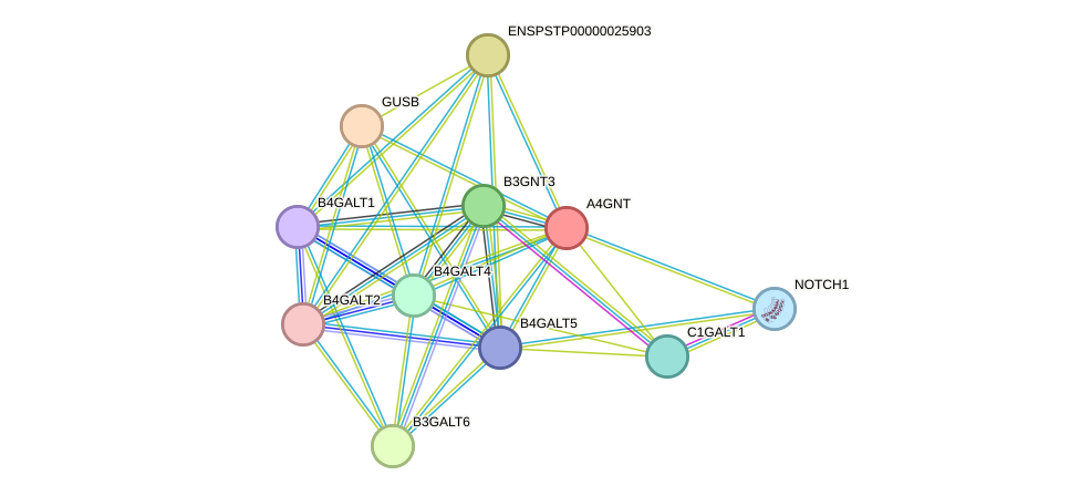 STRING protein interaction network