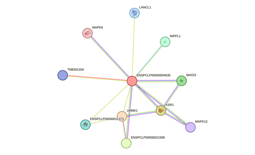 STRING protein interaction network