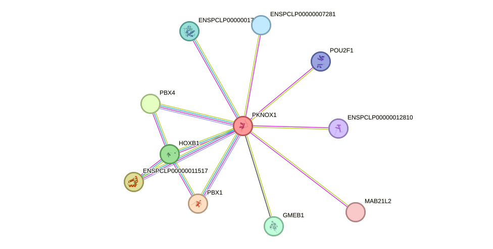 STRING protein interaction network