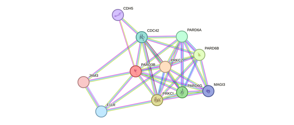 STRING protein interaction network