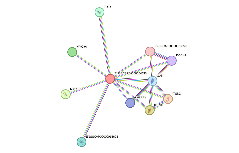 STRING protein interaction network