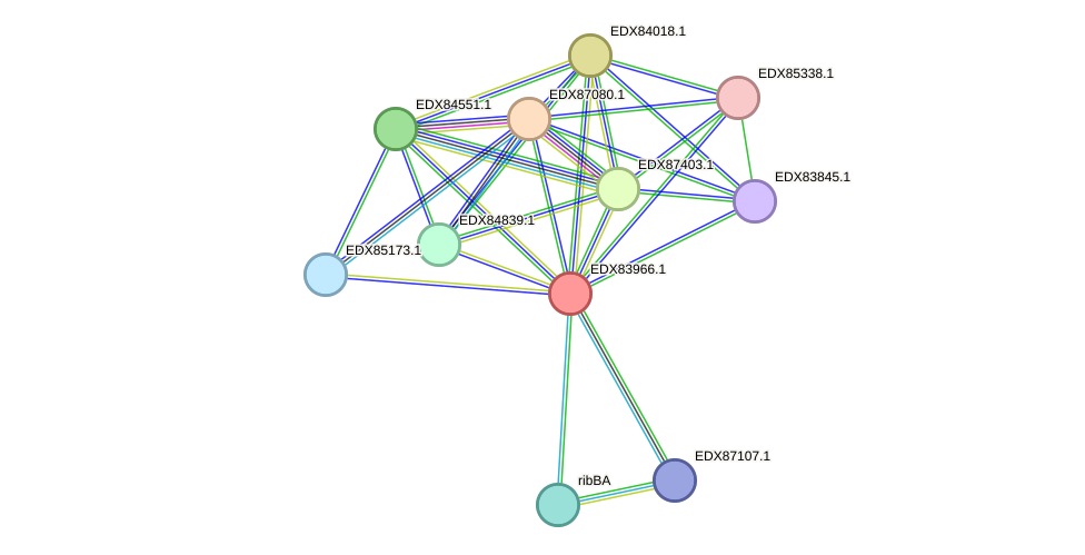 STRING protein interaction network