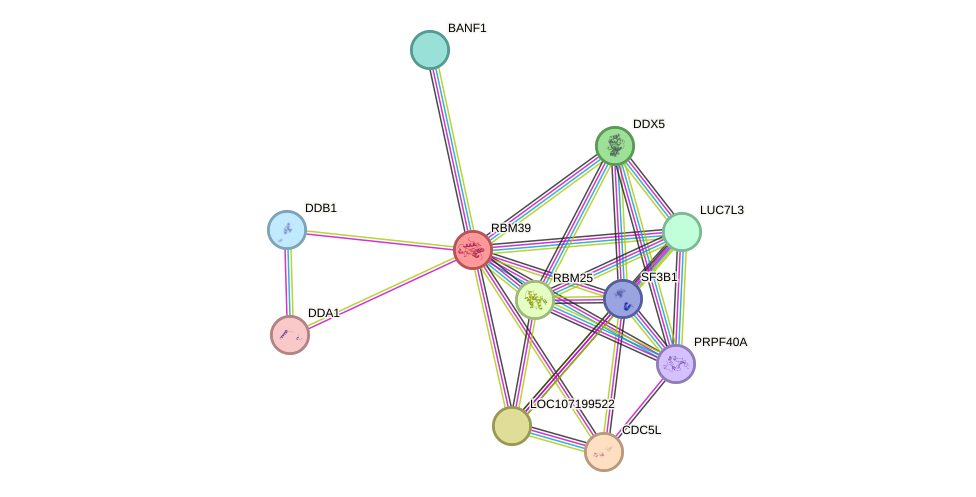 STRING protein interaction network