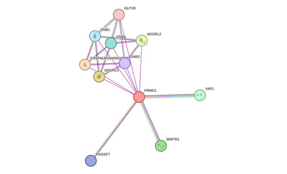 STRING protein interaction network