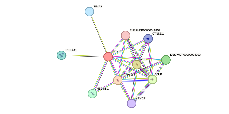 STRING protein interaction network