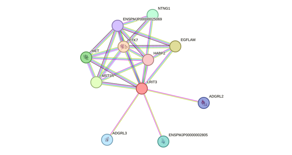 STRING protein interaction network