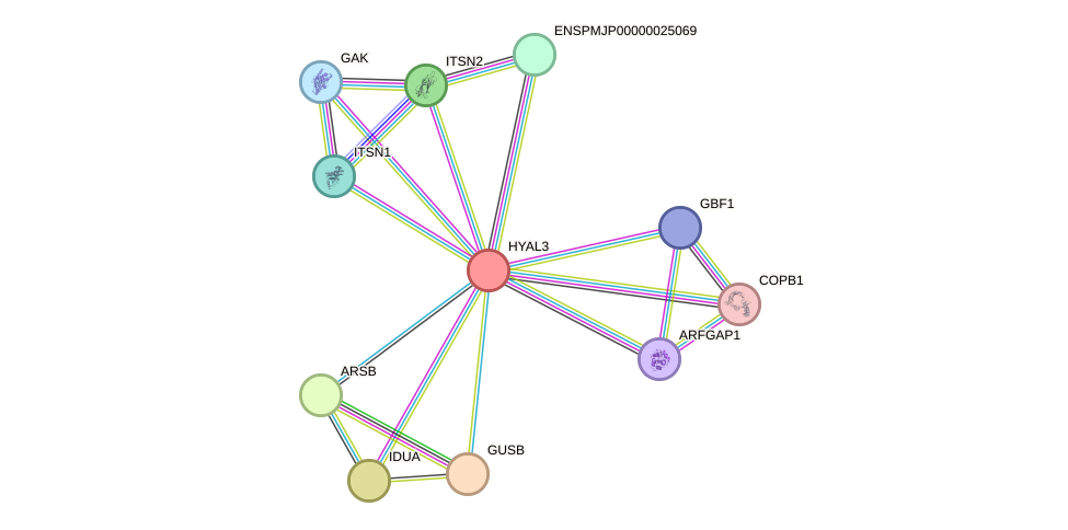 STRING protein interaction network