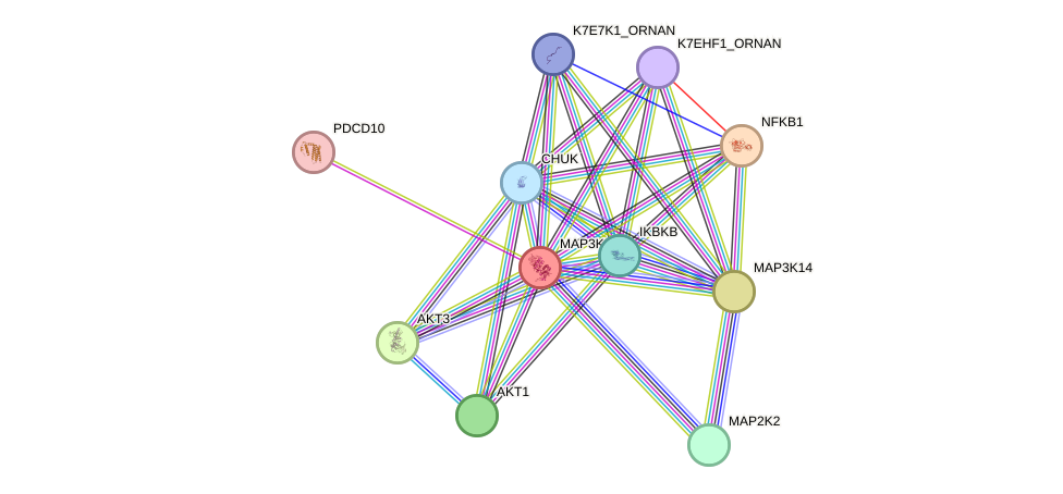 STRING protein interaction network