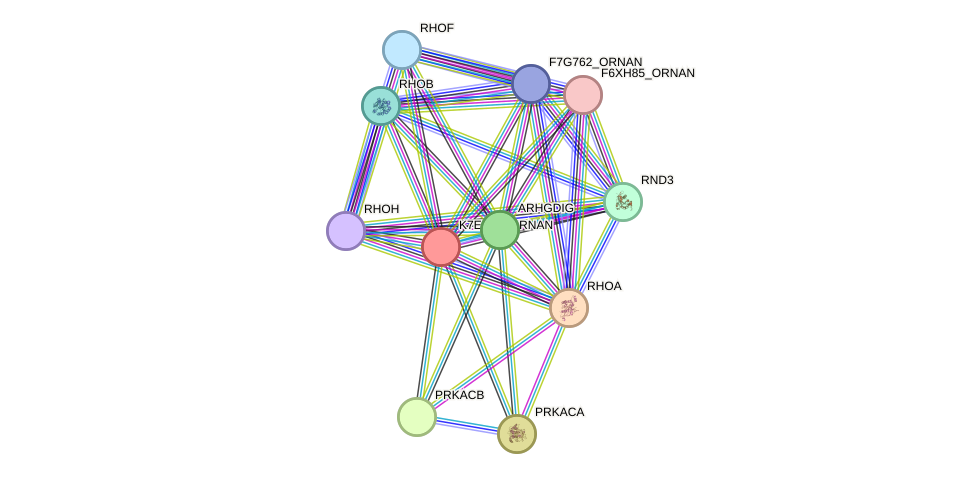 STRING protein interaction network