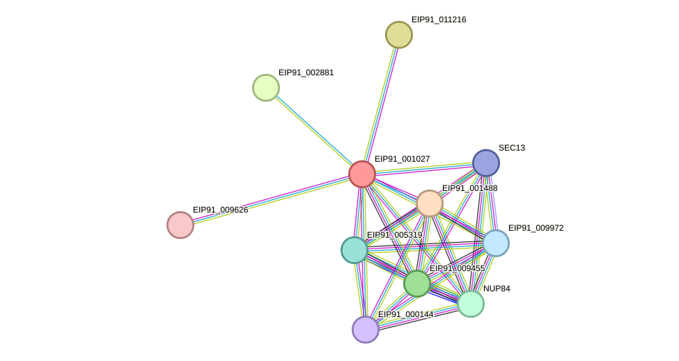 STRING protein interaction network