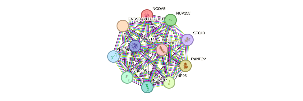 STRING protein interaction network