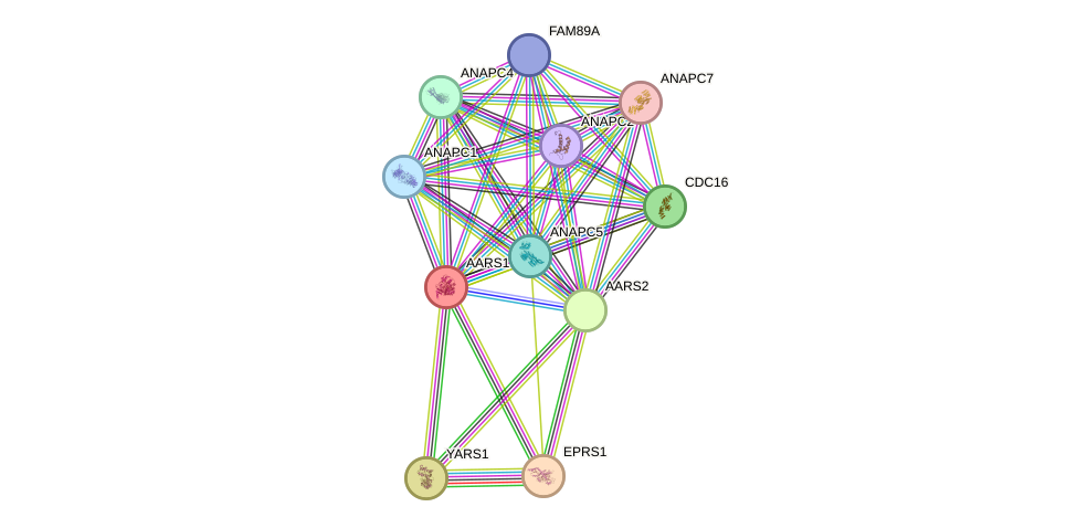 STRING protein interaction network