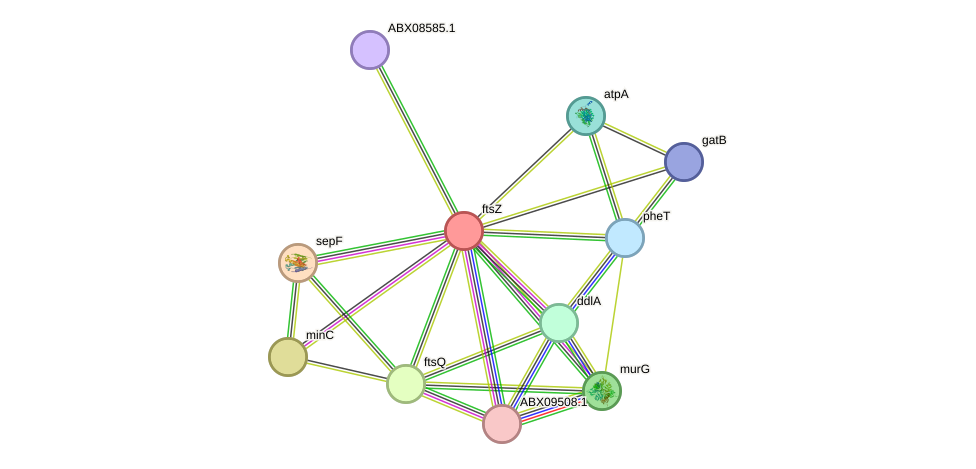 STRING protein interaction network