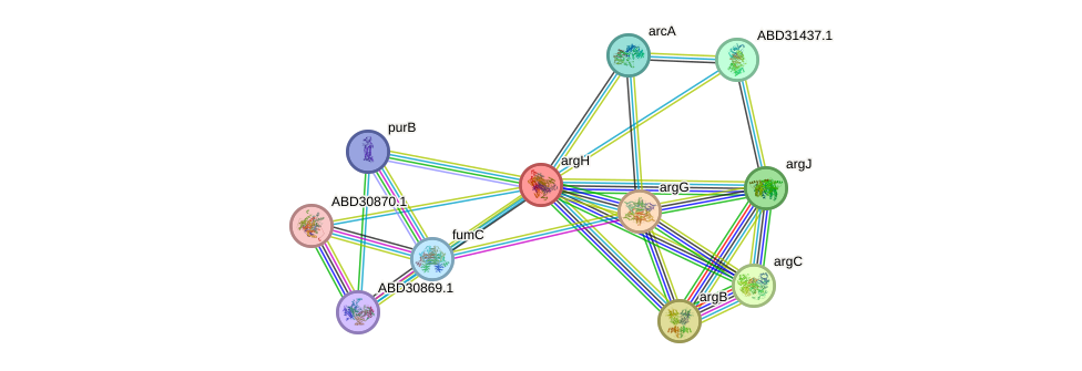 STRING protein interaction network